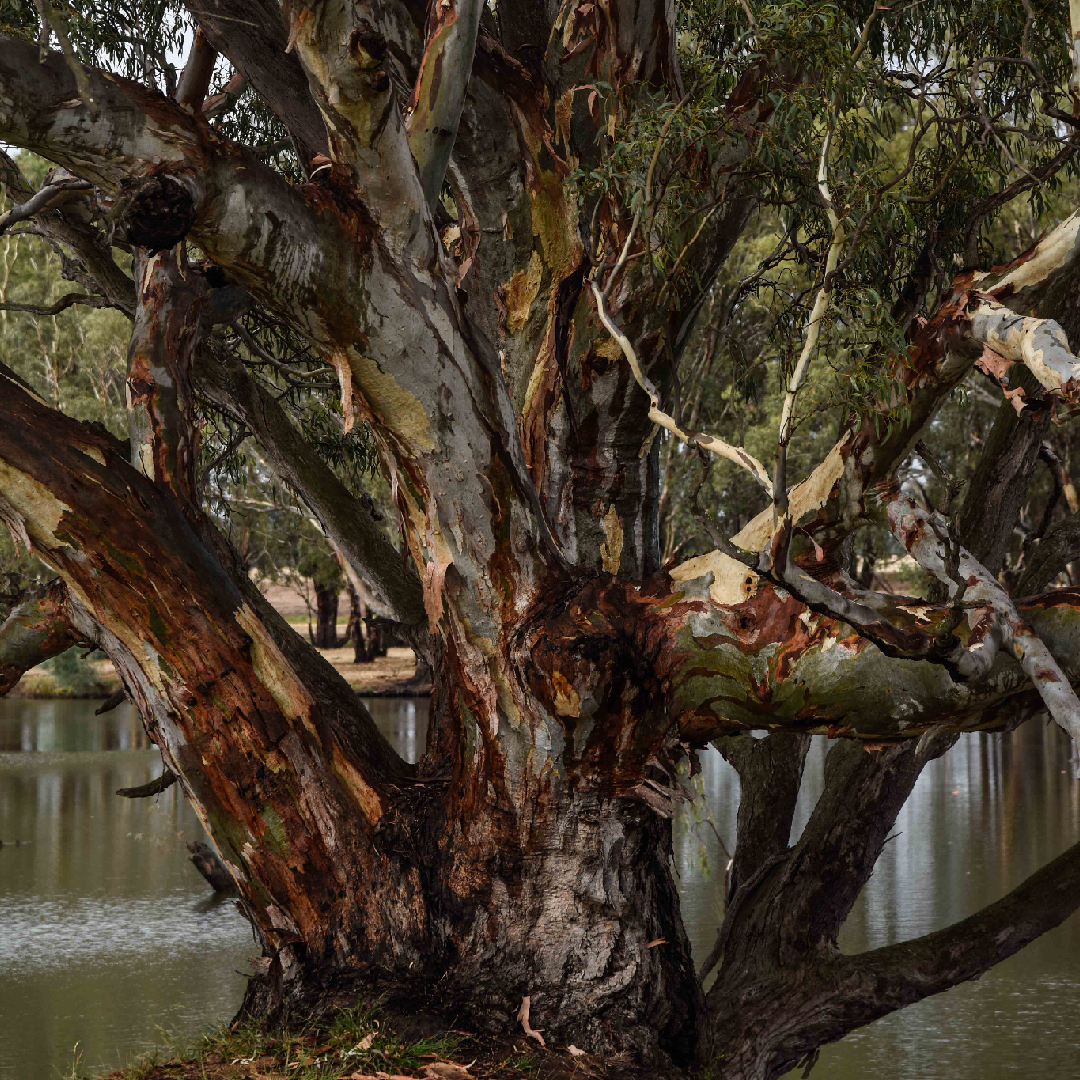 Wilding as a Decolonial Future for (Dis)topia Australis Yin Paradies