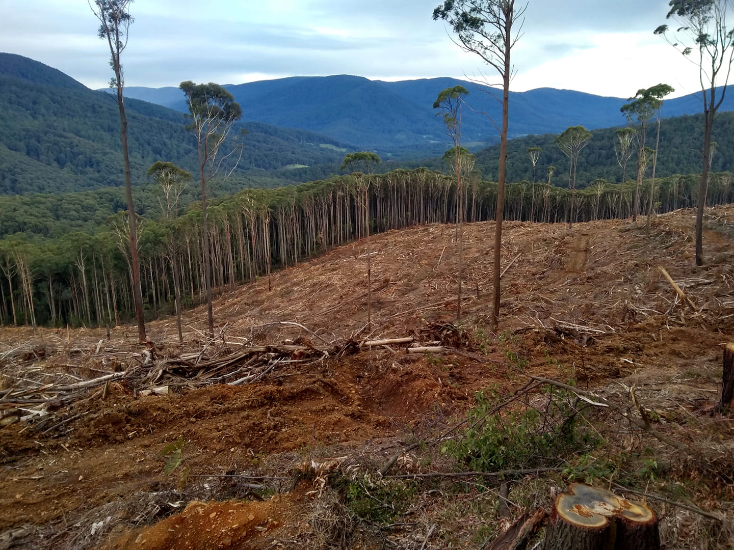 A clear-felled logging coup bordering on forest