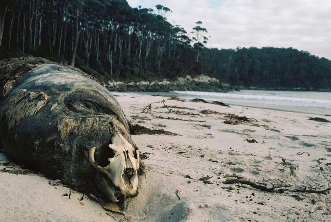 Seal carcass at Fortescue Bay